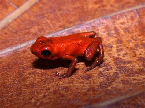Poison Dart Frog | Smithsonian Institution