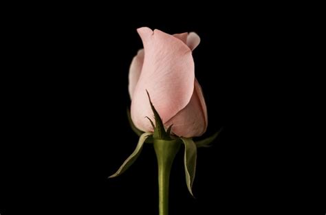 From My Heart Carol Cassara