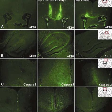 Morphology And Toxicity Of Forward Protofibrils A Electron