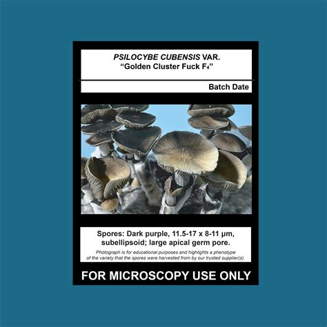 Golden Cluster Fuck F Spore Print Mushroom Man Mycology