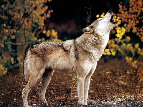 Wolf Howling Wallpaper Wallpapersafari