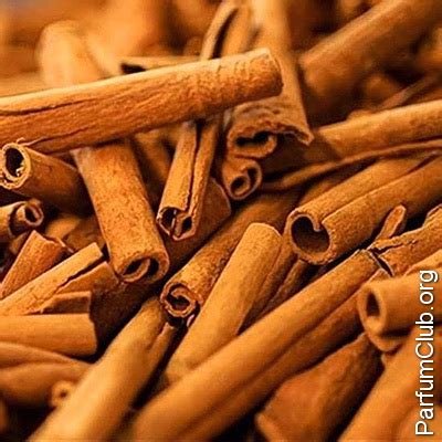 Китайская корица в парфюмерии: нота китайской корицы (chinese cinnamon ...
