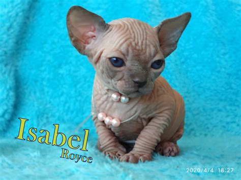 Kanadische Sphynx Kätzchen Kitten Große Blaue Augen Geb 10032020