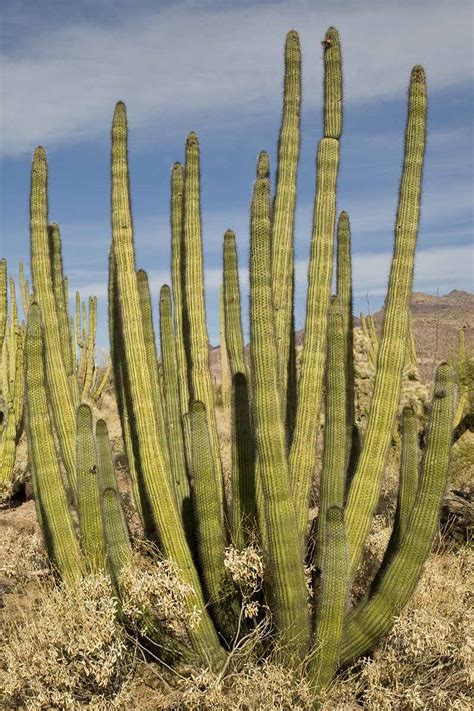 How to Grow and Care for Organ Pipe Cactus | Gardener’s Path