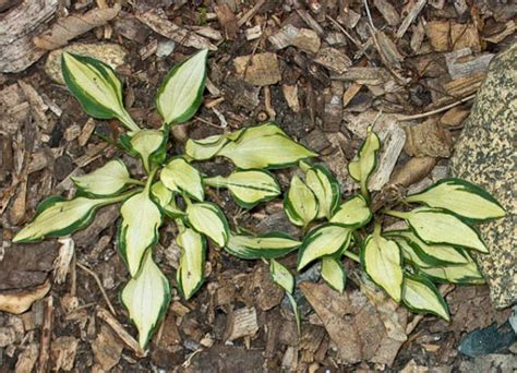 P00 Hosta Teeny Weeny Bikini From The Hosta Helper Presented By