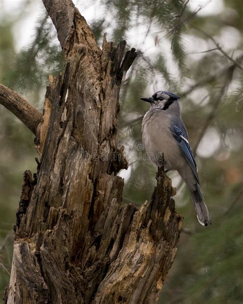 Blue Jay Photo Stock Blue Jay Perched On A Branch With A Blur