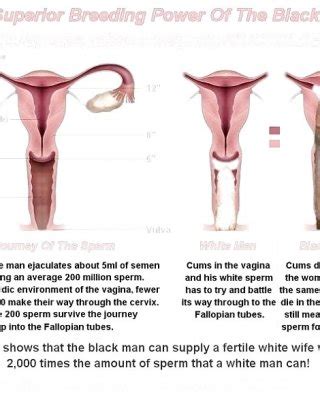 Interracial Black Seeding White Wifes Porn Pictures XXX Photos Sex Images 55945 PICTOA