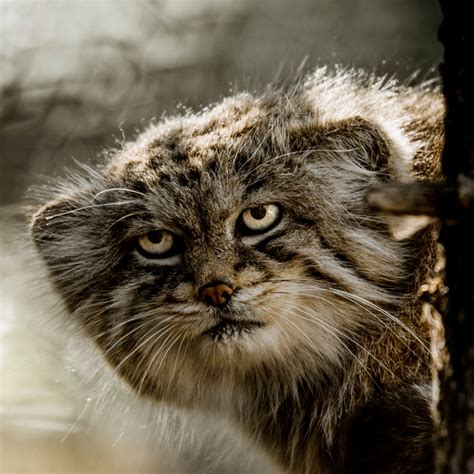 Manul | Zoo Brno