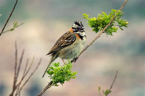 Animal Bird Ave Birds Animal World Photograph by Mona Master - Pixels