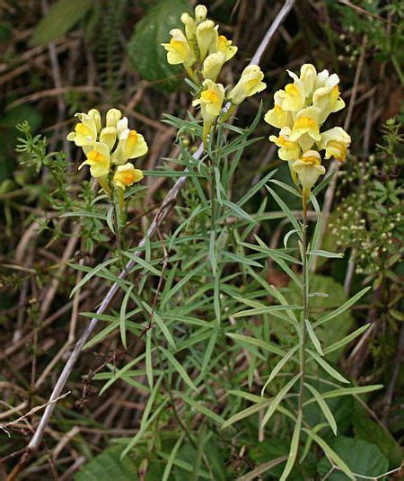 Льнянка обыкновенная, описание и лечебные свойства льнянки, применение ...