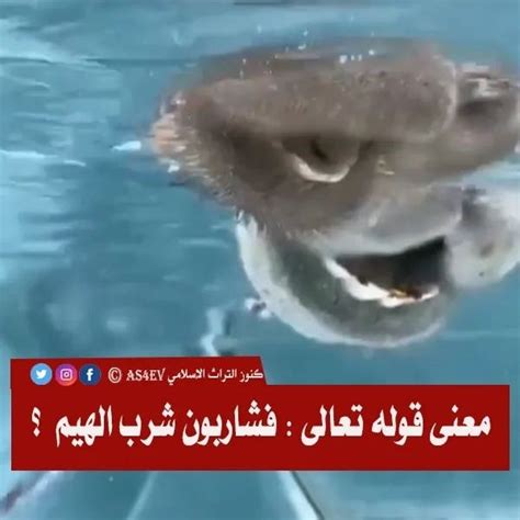 كنوز اسلامية ما معنى قوله تعالى فشاربون شرب الهيم فى