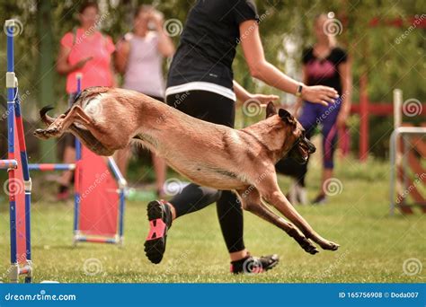dog belgian malinois  jumping   hurdles editorial stock photo image  light animal