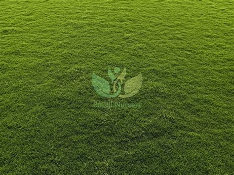 Lawn Natural Grass At Rs 35sq Ft Natural Grass In New Delhi Id