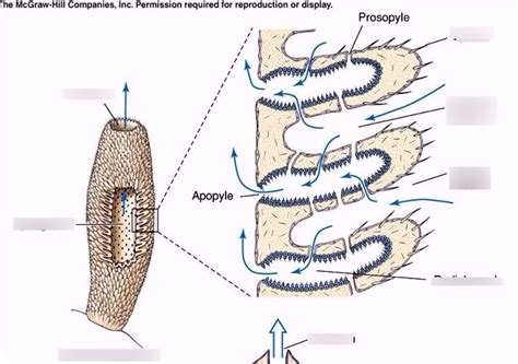 Zoology - Syconoid Sponge Diagram | Quizlet