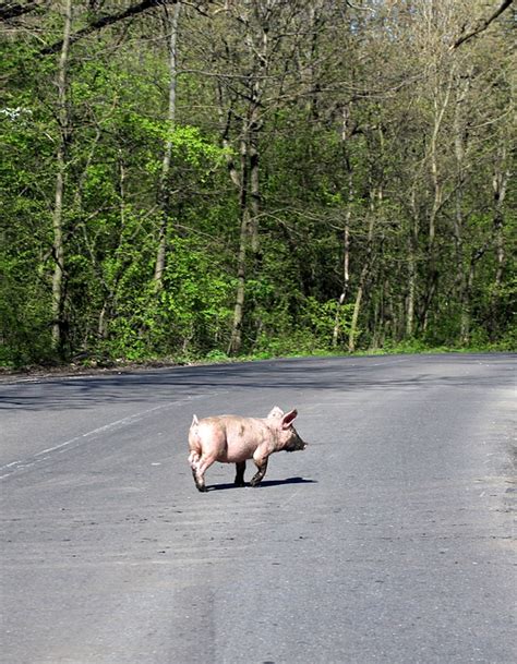 Pig The Street Crossing - Free photo on Pixabay - Pixabay