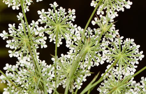 Амми (105 фото) » НА ДАЧЕ ФОТО