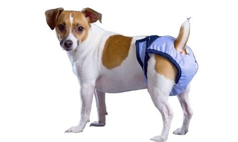 Памперсы для собак: какие лучшие купить | цена, для мелких пород