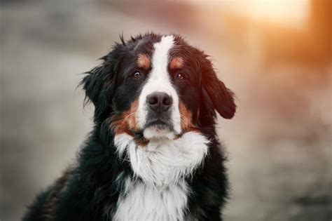 Premium Photo Bernese Mountain Dog Portrait In Spring In The Swiss