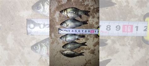 Живец для рыбалки Карась купить в Москве | Хобби и отдых | Авито