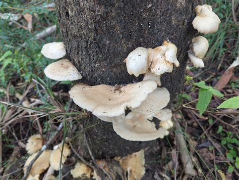 Ghost Fungus From 6542 P7 North Ryde NSW 2113 Australia On April 25