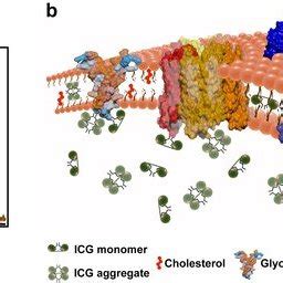 Absorption spectra and a physical model of a NET containing ICG.: (a ...