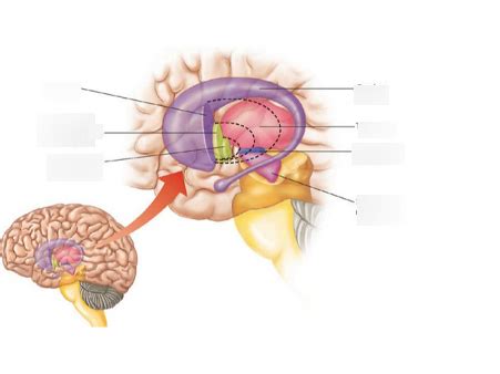 Anatomy Of Basal Ganglia Diagram Quizlet