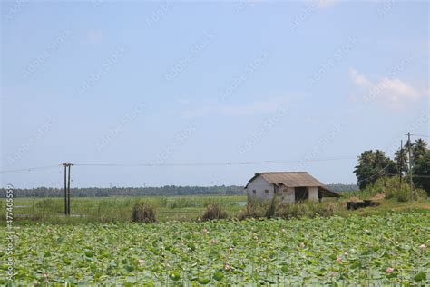 Lotus pond landscape with a house - Kerala Stock Photo | Adobe Stock