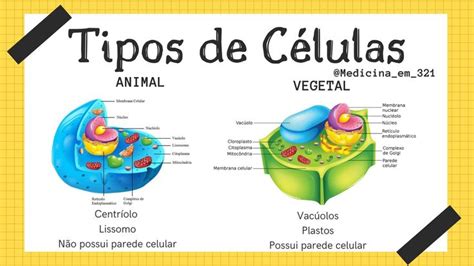 Celula Vegetal E Celula Animal Resolvido:Observe As Figuras Que