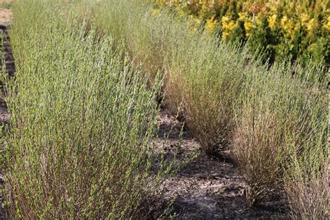 Ива Пурпурная Нана Фото И Описание Кустарника – Telegraph