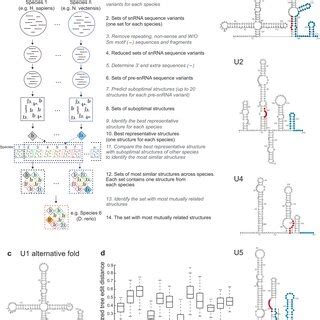Experimental determination of the U2 and U4 snRNA structures a ...