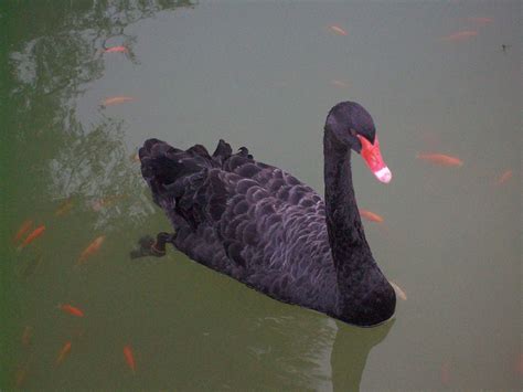 Black Swan Free Stock Photo Public Domain Pictures