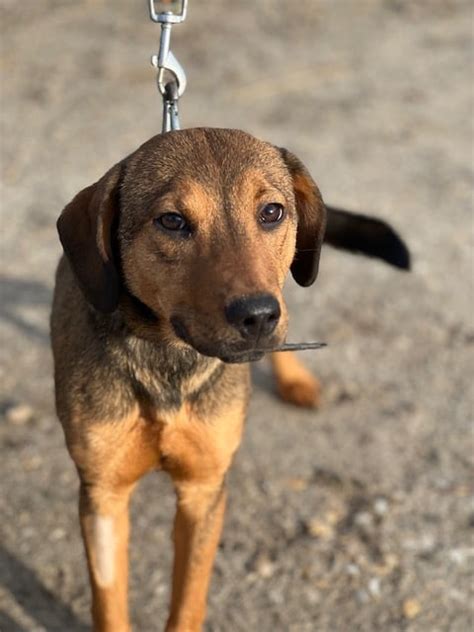 Torpedo R De Ca Jahr Beagle Pinscher Mix Ca Cm Hunde In