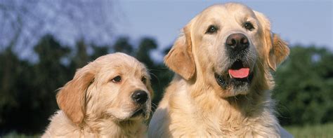 canine archives continentalplastic