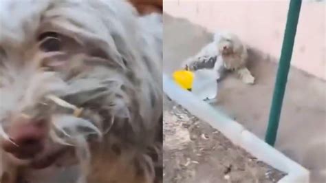 En video Conmovedor Mujer se reencontró con su perro y no aguantó