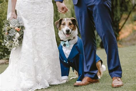 Protocolo Para Mascotas En El Matrimonio