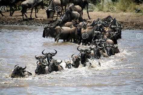 wildebeest crossing kenya stock image image  dawn legs