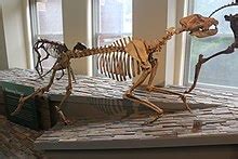 Epicyon - Wikipedia