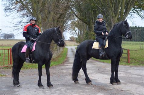 Friesian Riding Experience