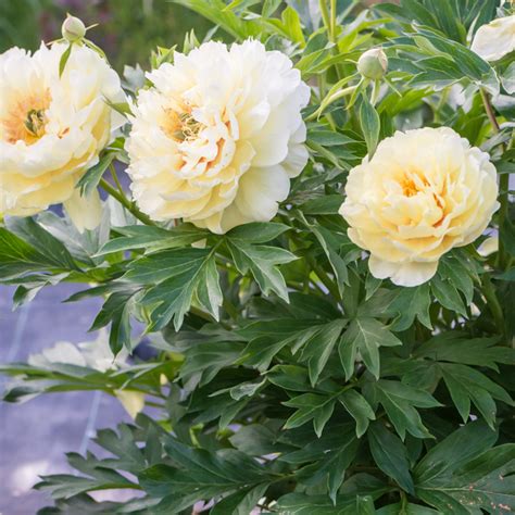 Szkółka Bylin Dobrepole - Paeonia itoh 'Bartzella' - piwonia Itoh