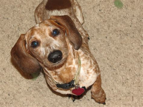 Colby Red Dappled Piebald With Ticking Miniature Dachshund