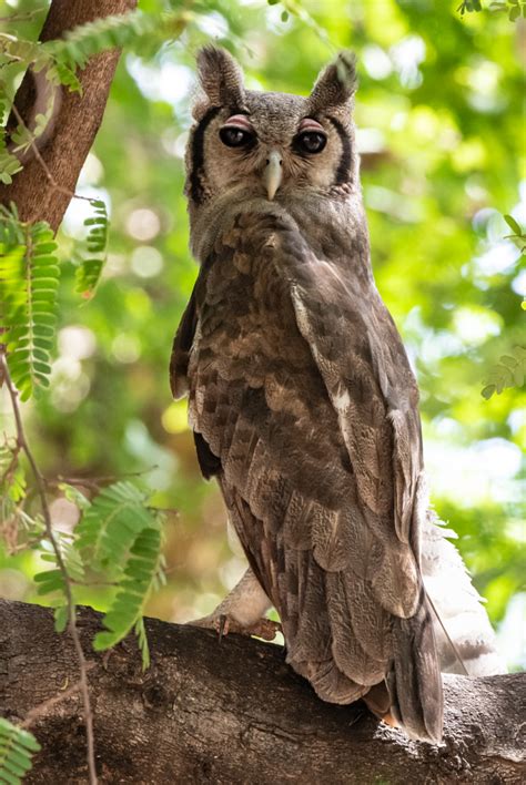 Verreauxs Eagle Owl Owen Deutsch Photography