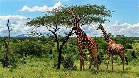 Giraffes And A Tree Photograph By Stan Washlesky Fine Art America