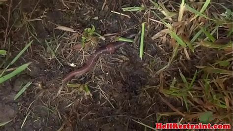 Weird Objects Fuck Search Xvideos