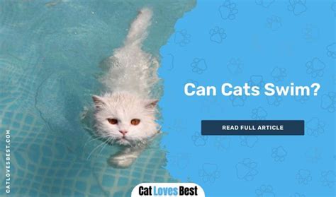 Can Cats Swim Myths And Facts