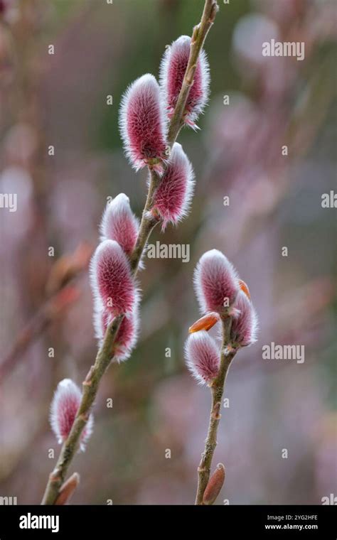 Salix Gracilistyla Mount Aso Willow Mount Aso Pink Pussy Willow Tree Japanese Male Cultivar