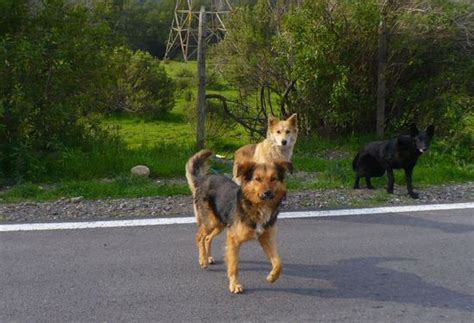 Sobre El Perro Apaleado De Oviedo Verdes Equo Asturies