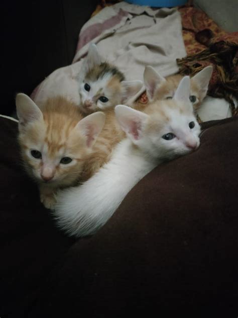 Anyone Wants To Adopt These Adorable Kittens R Bangalore