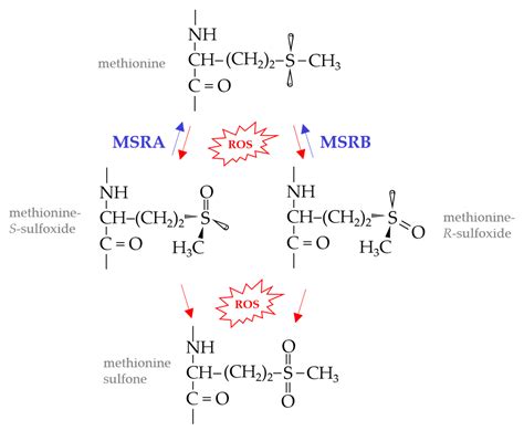 Antioxidants Free Full Text Methionine Sulfoxide Reductases Of Archaea