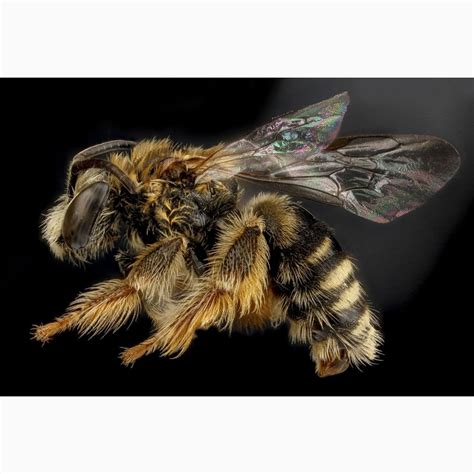 Продам/купить легендарный крем Вертебронол - официальный сайт, Изюм ...