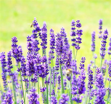 Lavender Dwarf Munstead Seeds Lavandula Stoechas 50 Seeds Etsy Canada